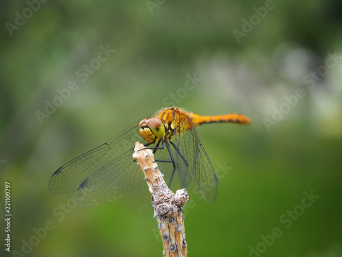 Yellow dragonfly sitting on a spruce branch