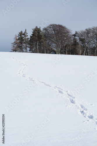 Footprints in snow © hatheyphotos
