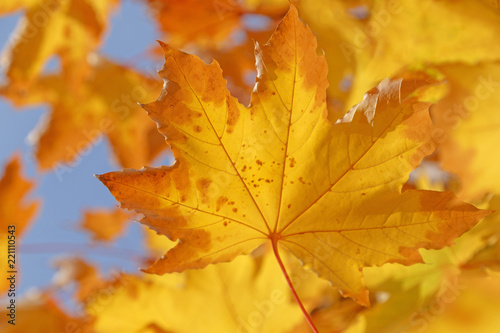 close up of dry yellow leaf on branch of maple tree at fall