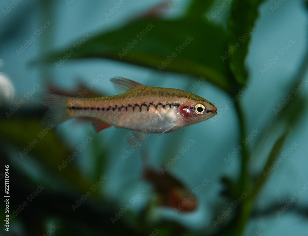 Red cherry barb juvenile in freshwater tropical aquarium Red cherry barb juvenile in freshwater tropical aquarium