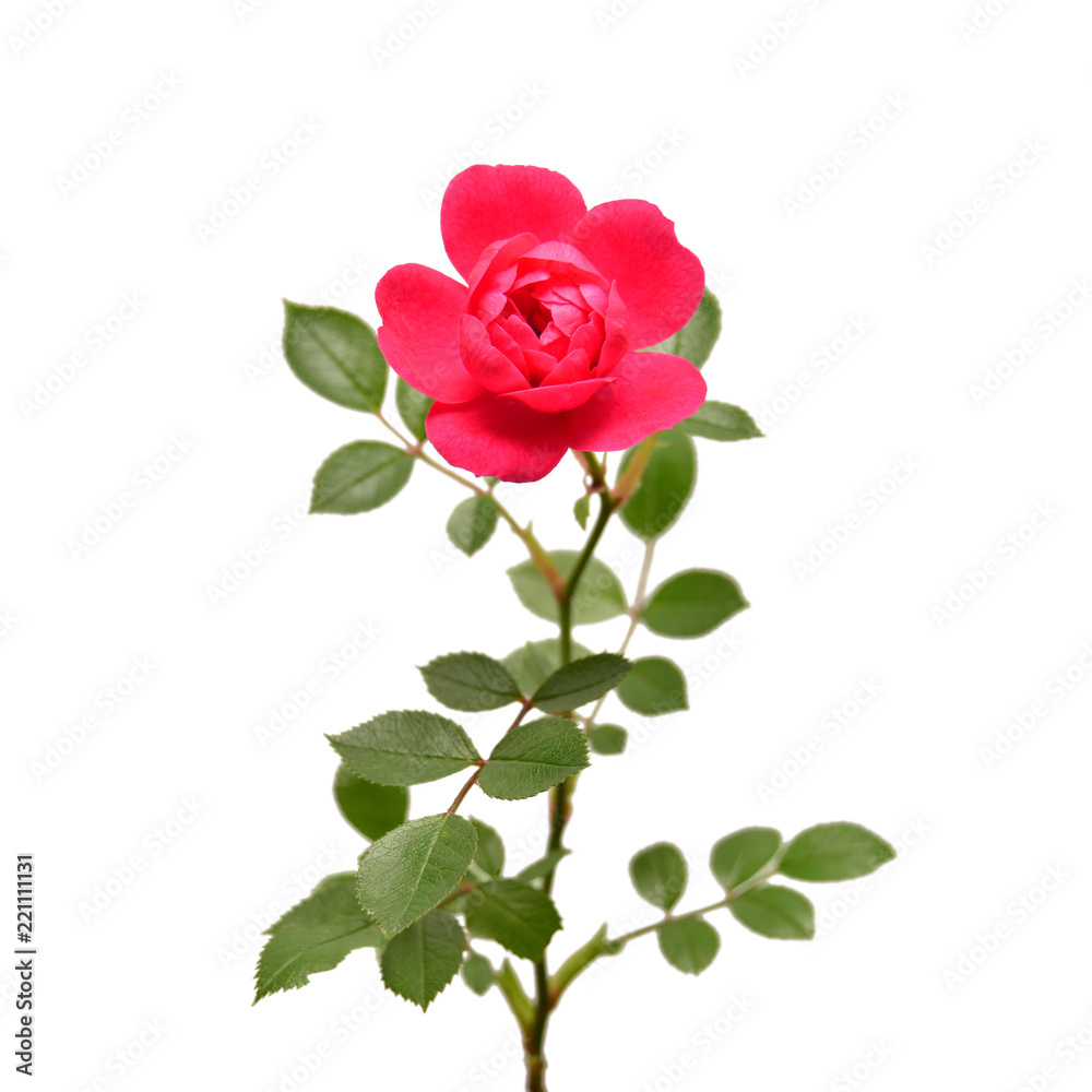 Beautiful flower pink rose isolated on white background. Wedding card. Greeting. Summer. Spring. Flat lay, top view. Love. Valentine's Day Beautiful flower pink rose isolated on white background. Wedding card. Greeting. Summer. Spring. Flat lay, top view. Love. Valentine's Day