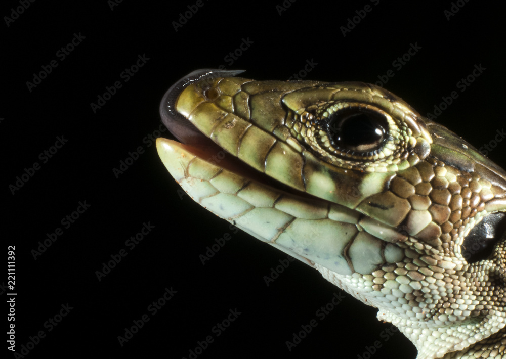 Ocellated lizard (Timon lepidus) head details, low key Ocellated lizard (Timon lepidus) head details, low key
