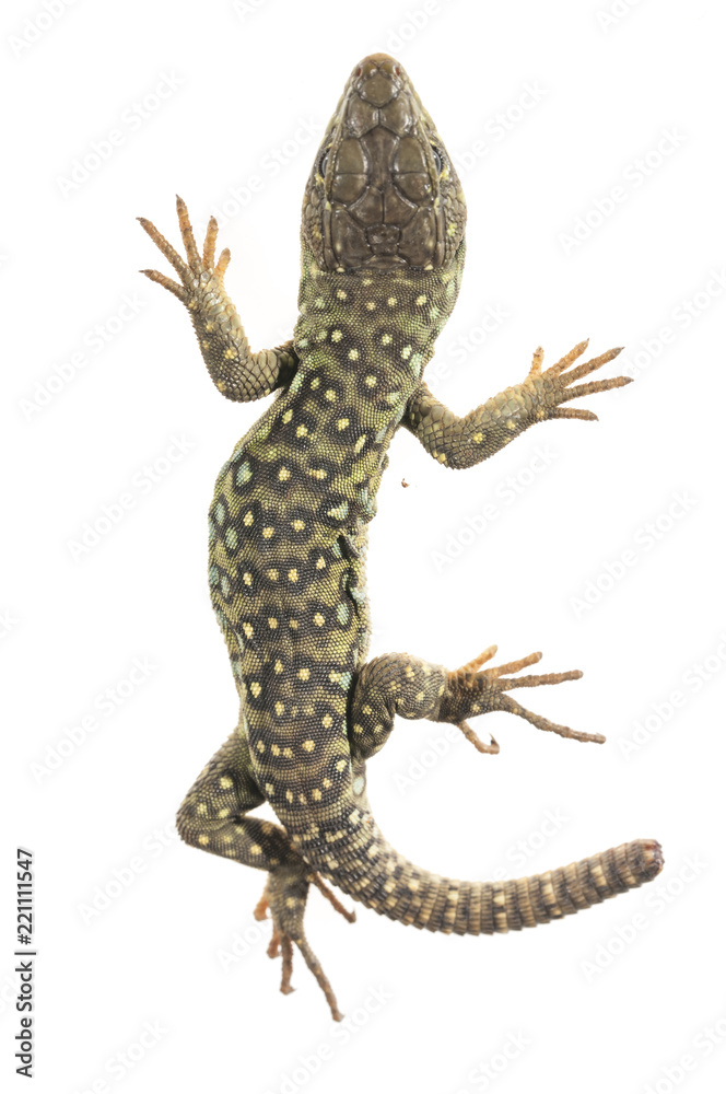 Naklejka premium Ocelated lizard (Timon lepidus) high key, portrait