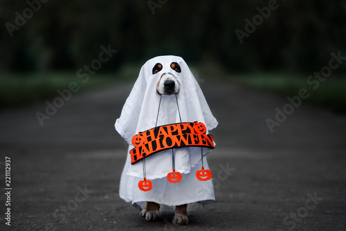 dog in a ghost costume holding a happy halloween sign outdoors at night