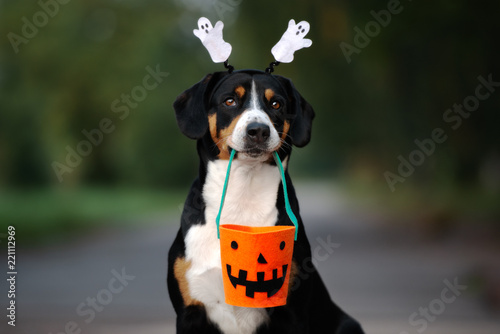 funny entlebucher dog ready for Halloween