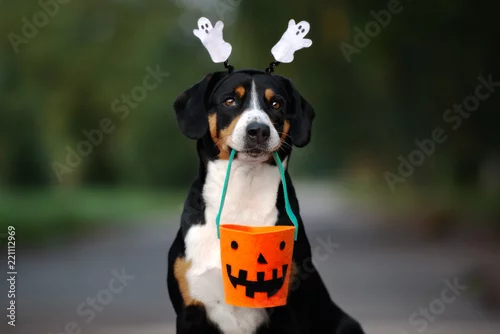 Fototapeta zabawny entlebucher pies gotowy na Halloween