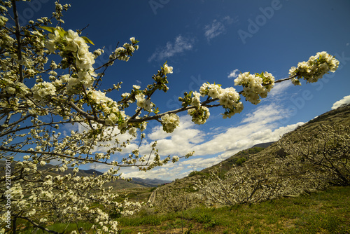 Cherry trees, blossom, jerte valley, spring time