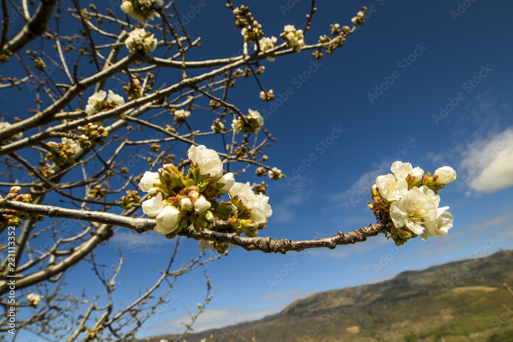 Cherry trees, blossom, jerte valley, spring time Cherry trees, blossom, jerte valley, spring time