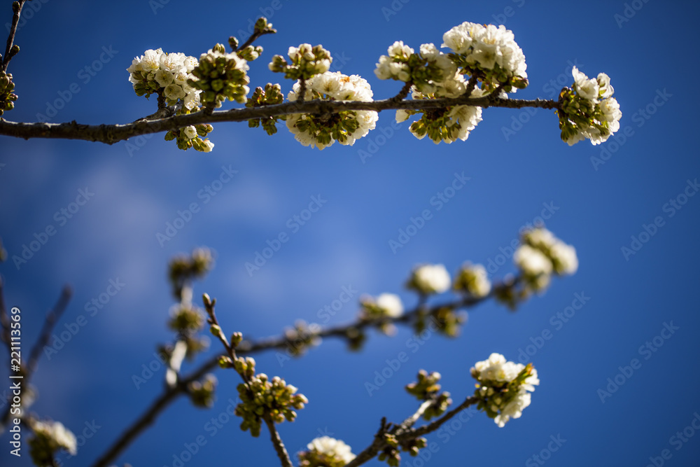 Cherry trees, blossom, jerte valley, spring time Cherry trees, blossom, jerte valley, spring time