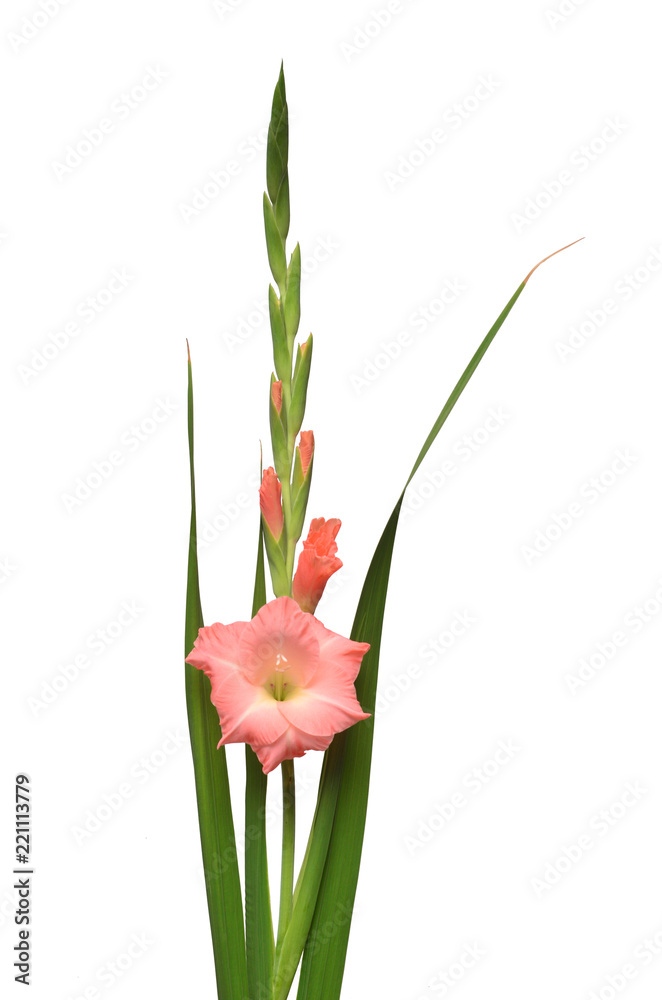 Beautiful pink fashionable gladiolus flower isolated on white background. Wedding bouquet of the bride