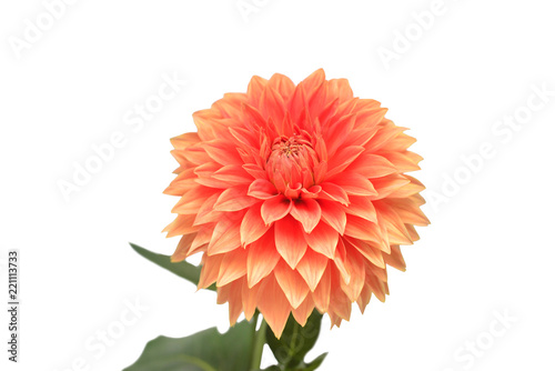Fototapeta Naklejka Na Ścianę i Meble -  Flower of beautiful orange dahlia macro nature isolated on white background. Floral pattern, object. Botanical, concept, idea.