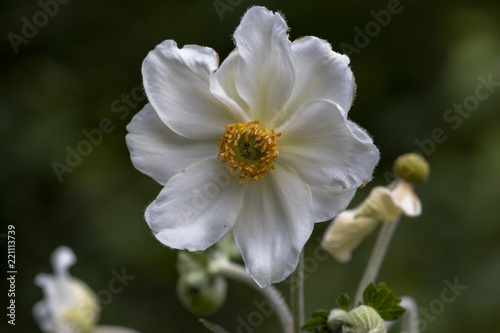 macro fiore bianco