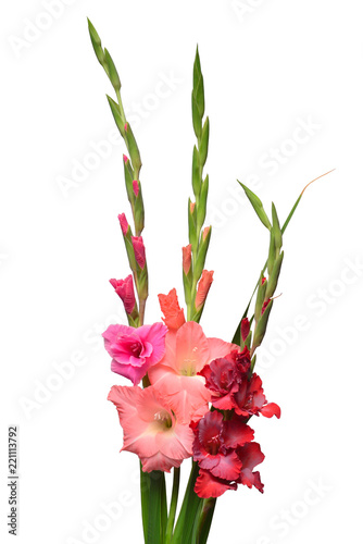 Beautiful bouquet of multicolored gladiolus flowers isolated on white background. Flat lay, top view. Floral pattern, object