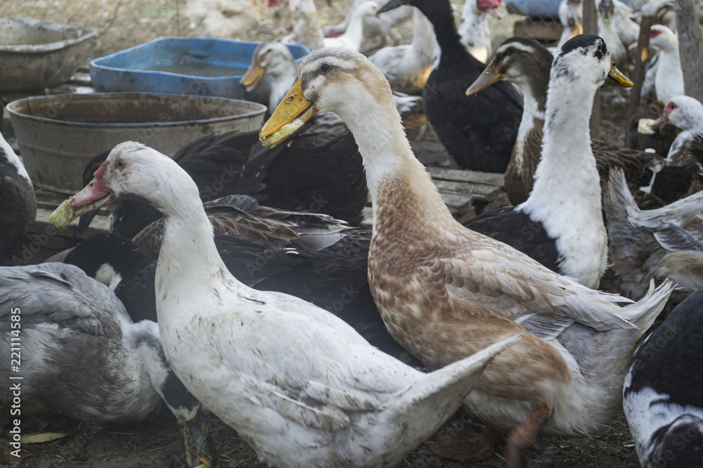 Obraz premium The birds farm.