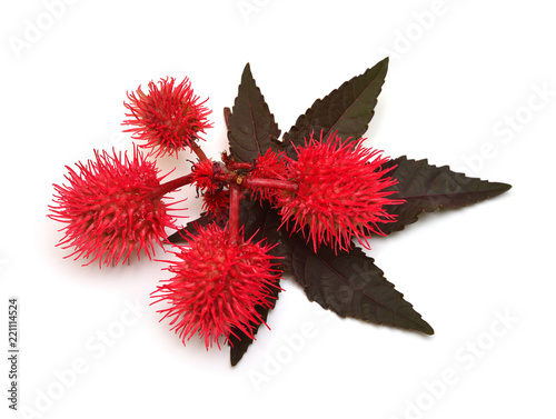 Castor oil plant, fruit Ricinus communis isolated on white background. Floral pattern, object. Flat lay, top view photo