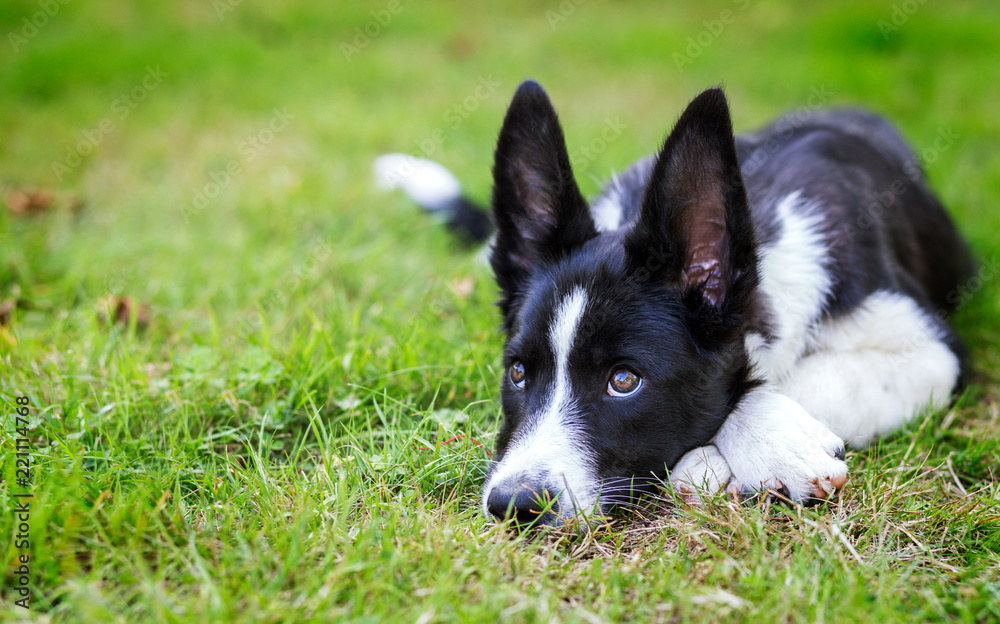 Adorable border collie puppy lying on the grass. Copy space for title and message