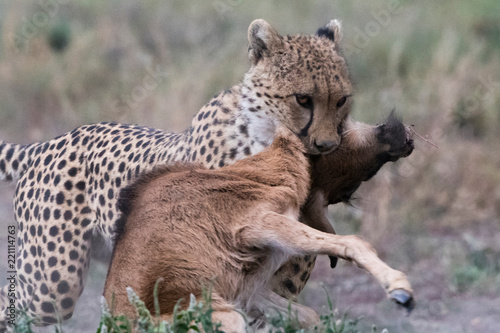 Cheetah (Acinonyx jubatus) killing a blue wildebeest calf (Connochaetes taurinus), Ndutu, Ngorongoro Conservation Area, Serengeti, Tanzania
