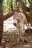 Donkey on the Atherton Tableland in Queensland, Australia