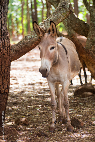 Fototapeta Naklejka Na Ścianę i Meble -  Donkey on the Atherton Tableland in Queensland, Australia