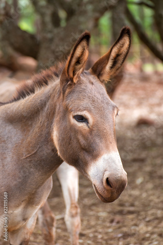 Closeup portrait of a donkey on the Atherton Tableland in Queensland, Australia