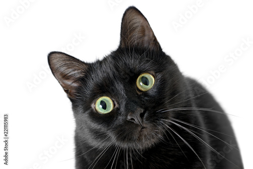 Fototapeta Naklejka Na Ścianę i Meble -  Head of young black cat isolated on white