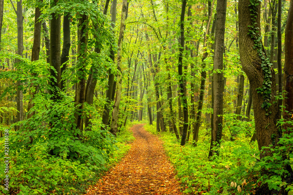 Winding footpath through forest in early autumn Winding footpath through forest in early autumn