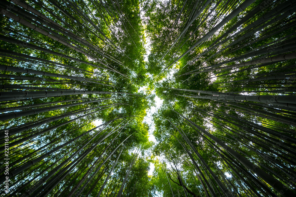 Fototapeta Ogród bambusowy Arashiyama