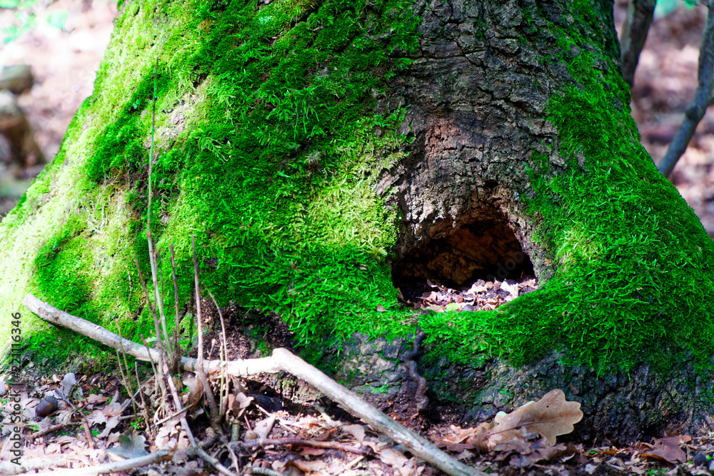 Fototapeta premium Moss on tree roots, branch and log in a green forest or moss on tree trunk. Tree bark with green moss. Selective focus.