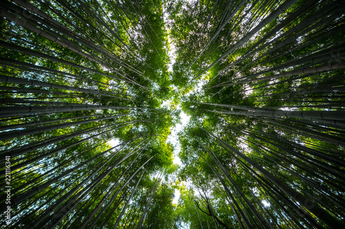 Arashiyama Bamboo Garden photo