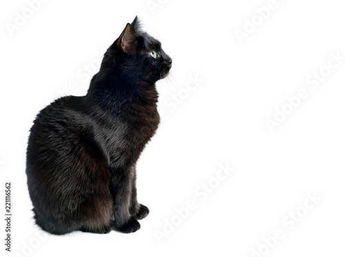 Black cat is sitting on a white background
