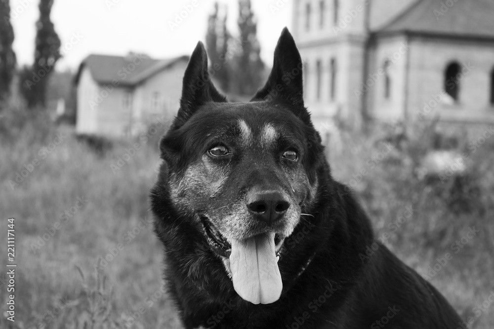 German Shepherd Mixed Breed Dog Close Up German Shepherd Mixed Breed Dog Close Up
