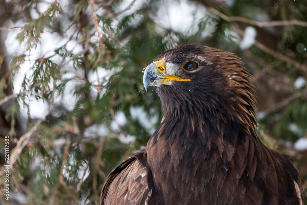 Fototapeta premium Landscape colour images of a golden eagle shown against a snow covered winter background.