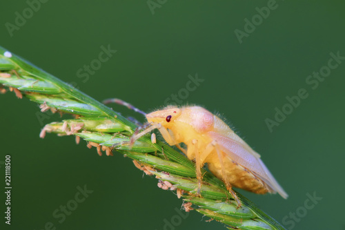 stinkbug larvae on green leaf