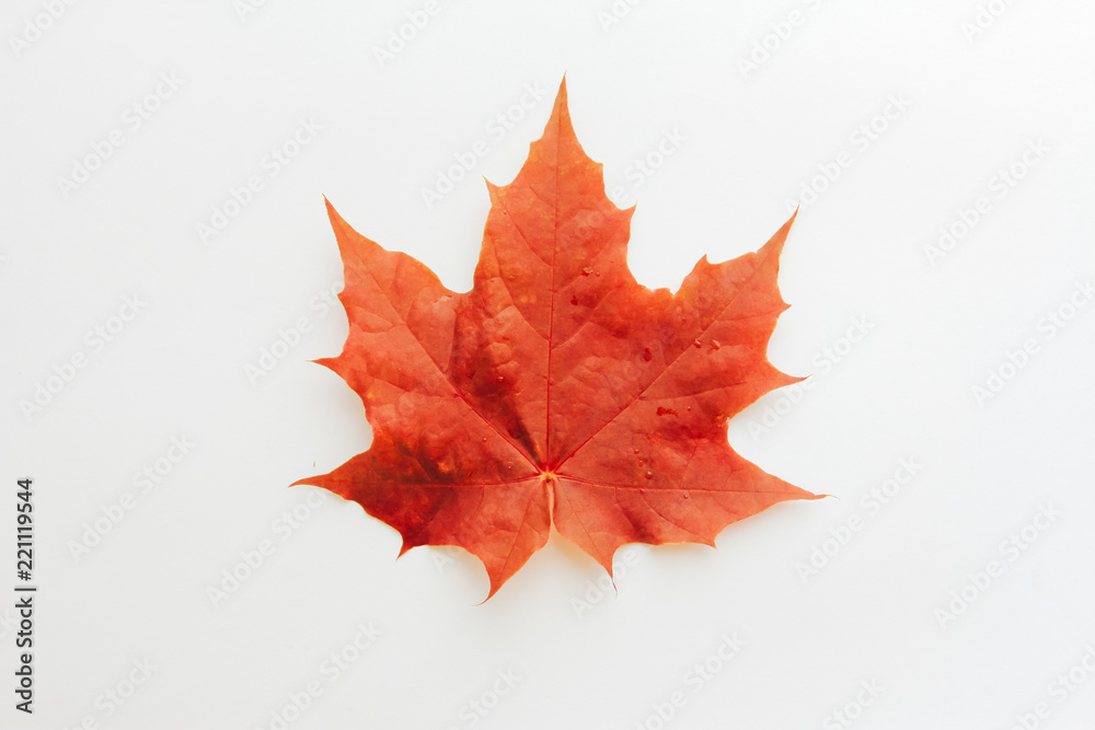 Red maple leaf isolated on white background. Fall foliage concept. Meet Autumn, September, October, November Red maple leaf isolated on white background. Fall foliage concept. Meet Autumn, September, October, November