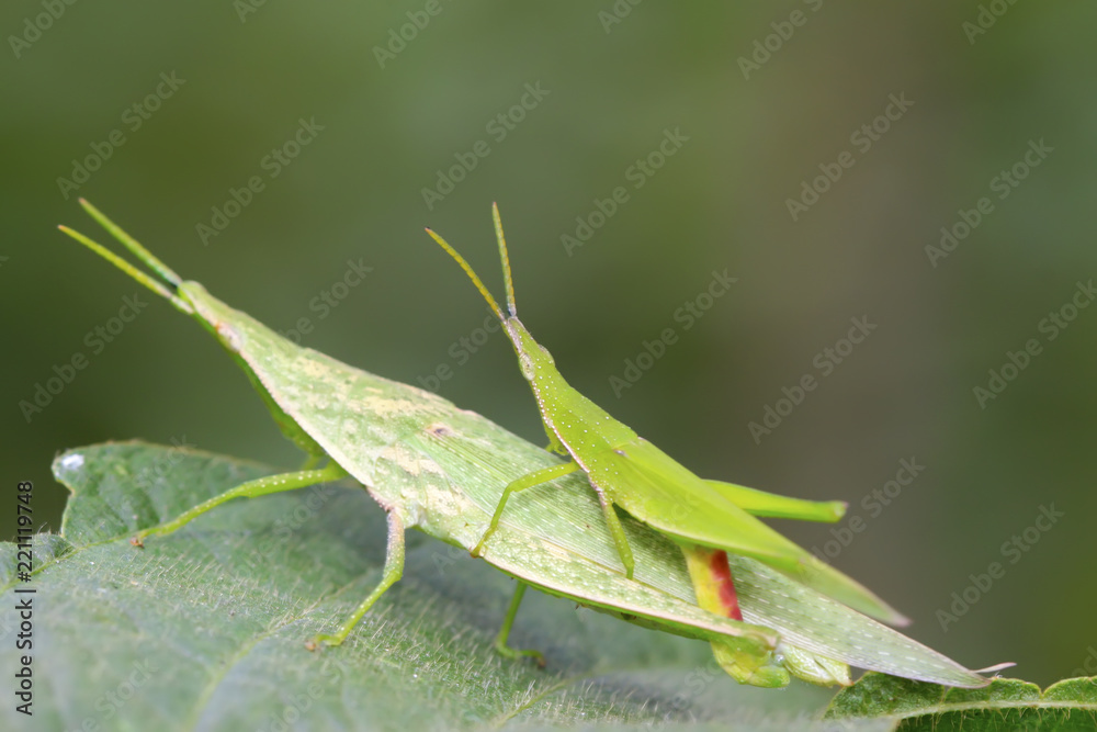 locust locust