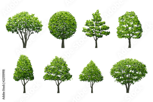 Tree isolated on white background with clipping path. Use for landscape design  architectural decorative. Illustration graphic.