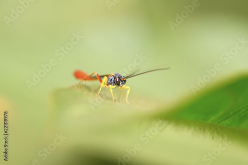 Sawfly on green leaf © YuanGeng