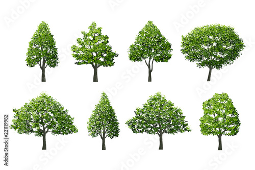 Tree isolated on white background with clipping path. Use for landscape design  architectural decorative. Illustration graphic.