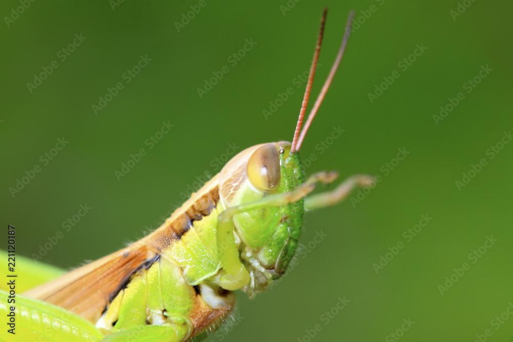 locusts on green leaf in the wild locusts on green leaf in the wild