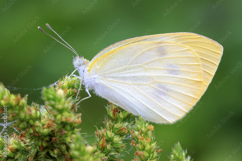 white crataegi white crataegi