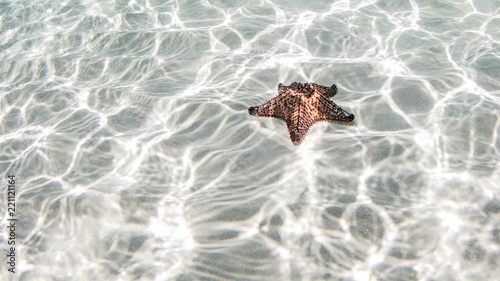 Starfish, Cozumel, Quintana Roo, Mexico