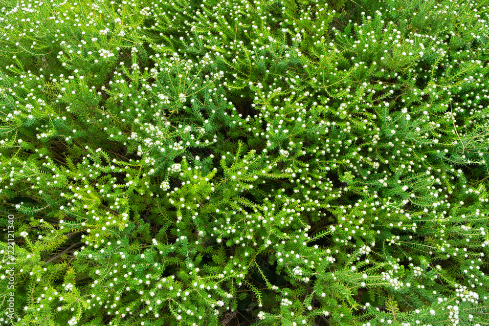 Pattern of green plants in the park Pattern of green plants in the park