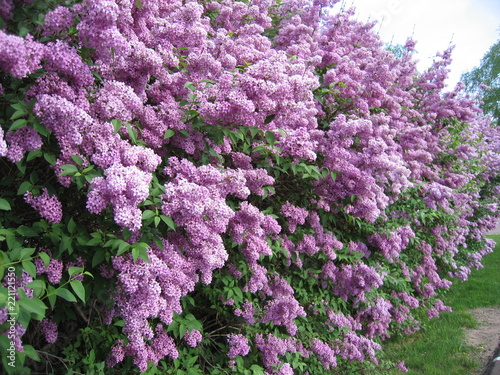 Purple Lilac Bushes on the Farm