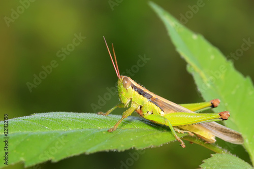 locusts on green leaf in the wild