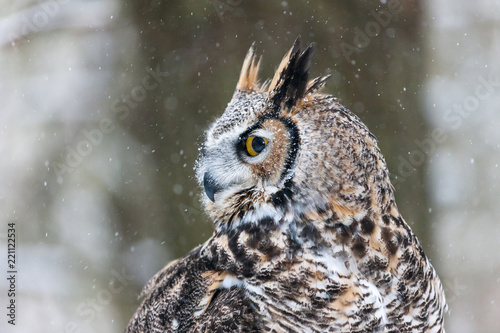 Colour landscape image of a great horned owl in flight shot against a snow winter scene.