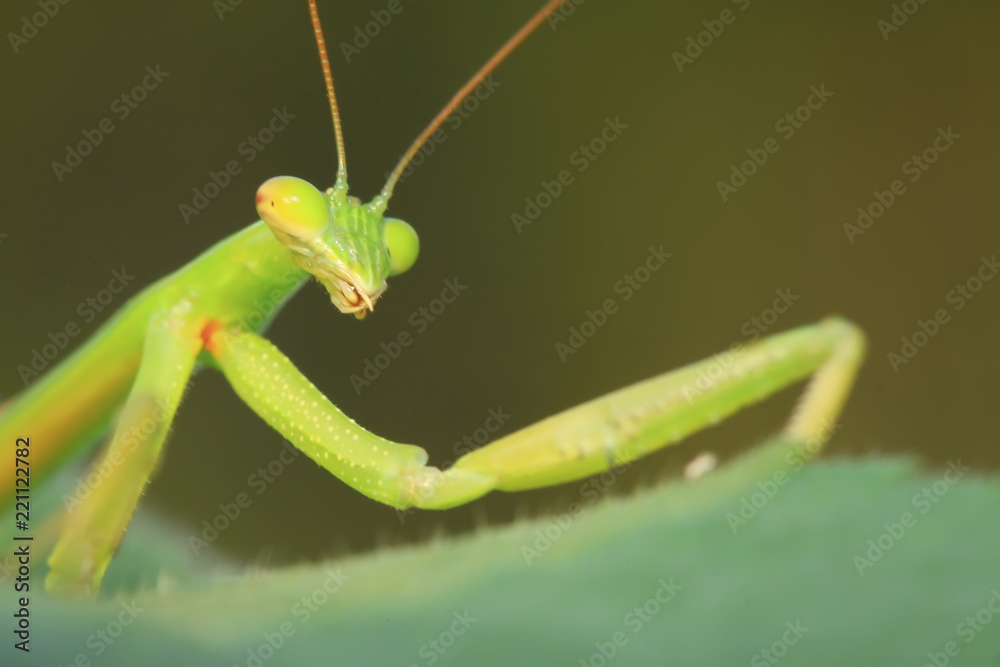tenodera mantis