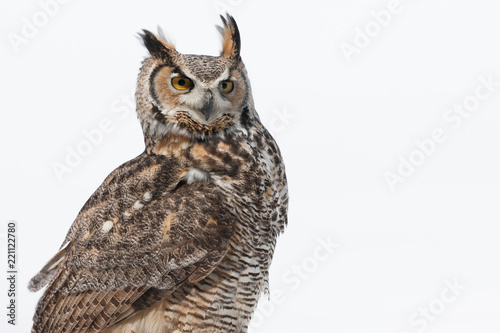 Colour landscape image of a great horned owl in flight shot against a snow winter scene.