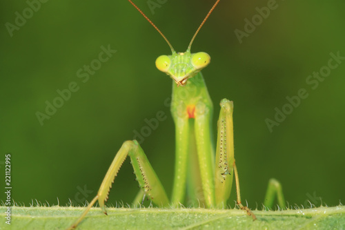 tenodera mantis photo