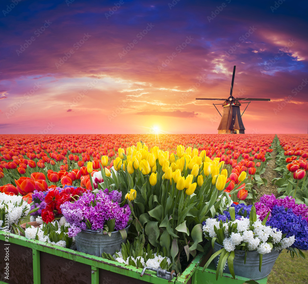 traditional Netherlands Holland dutch scenery with one typical windmill and tulips, Netherlands countryside