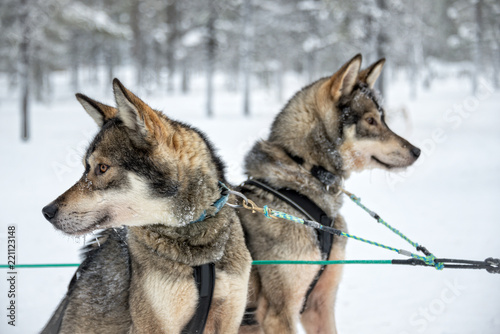 Husky dog close-up  Lapland  Finland